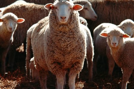 Ces traditions (presque) oubliées de l’Aïd el-Adha