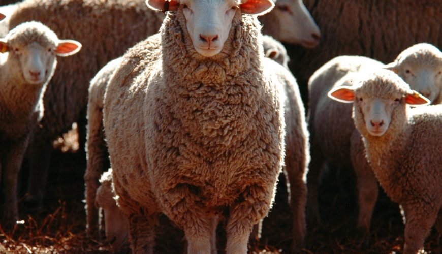 Ces traditions (presque) oubliées de l’Aïd el-Adha