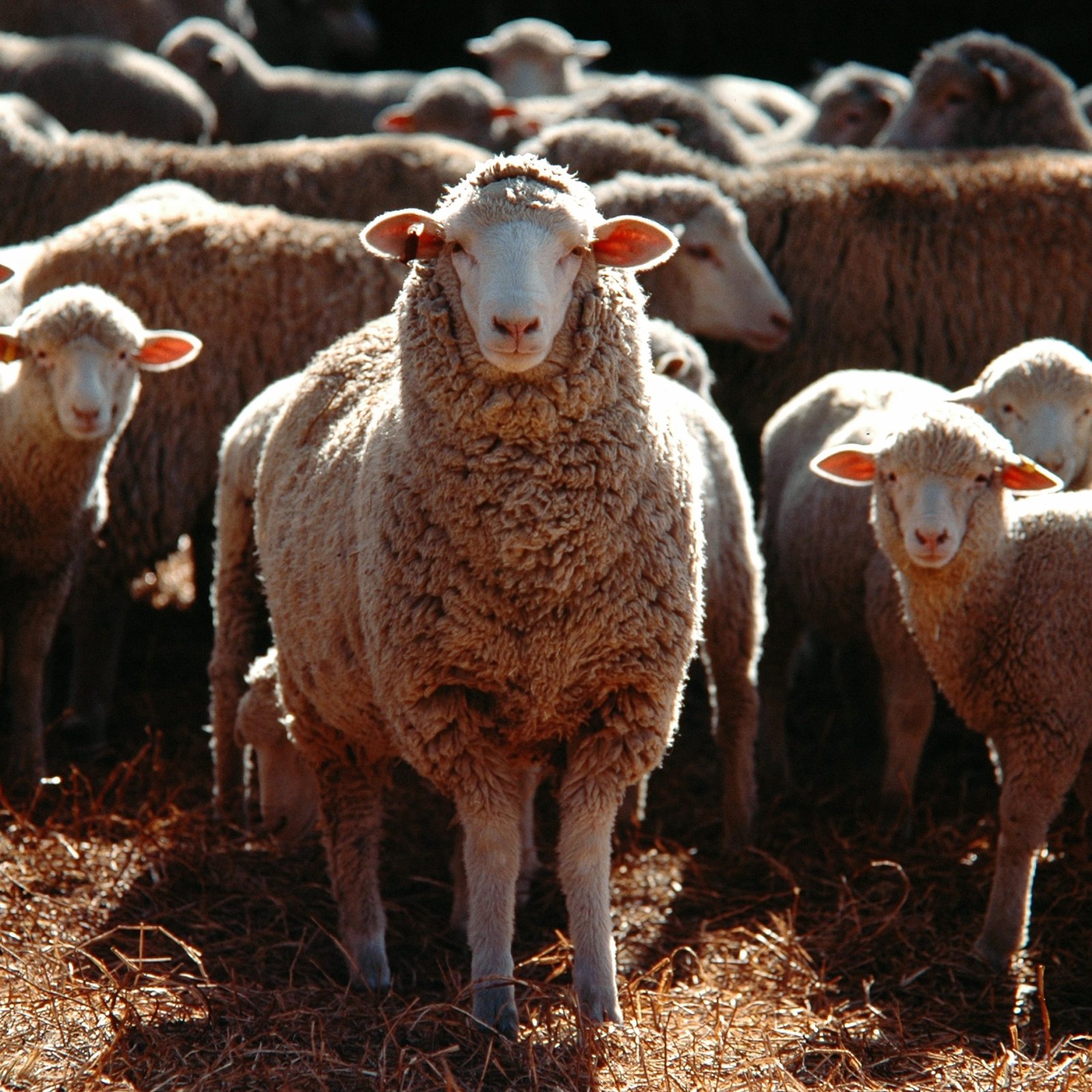 Ces traditions (presque) oubliées de l’Aïd el-Adha